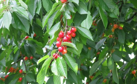 northeast-pa-cherries